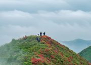 桂阳泗洲山｜千亩杜鹃迎春绽 云雾缭绕花满山