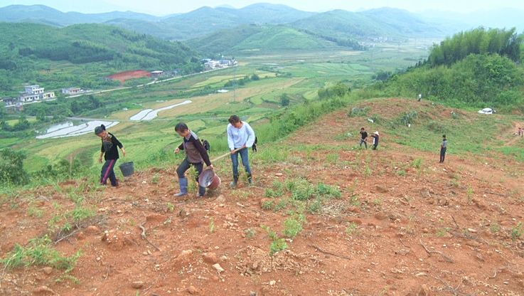 【亲帮亲  户帮户 互助脱贫奔小康】荷叶镇水边村：油茶林抚育施肥忙 