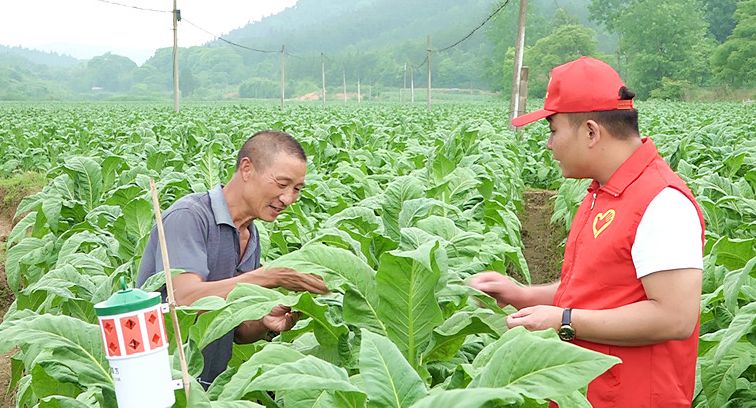 【新时代文明实践在桂阳】仁义镇把烟草技术送到田间地头