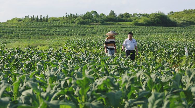 【壮丽70年.奋斗新时代】匡方礼：不忘本色 用烟叶染出金色致富路