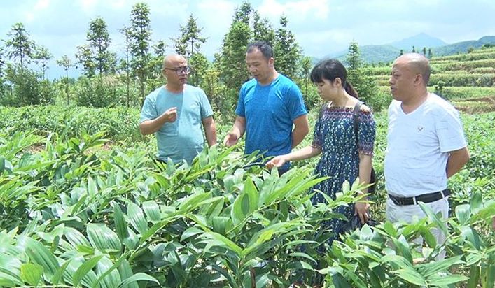 县政协为我县中药材产业发展“把脉问诊”