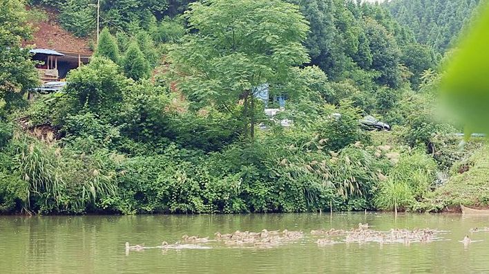 方元镇观山村：发展特色养殖 带富乡村