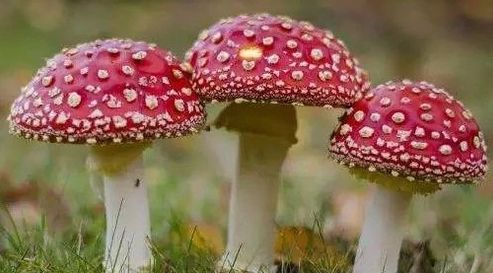 桂阳县人民政府关于防控野生蘑菇食物中毒的紧急通告