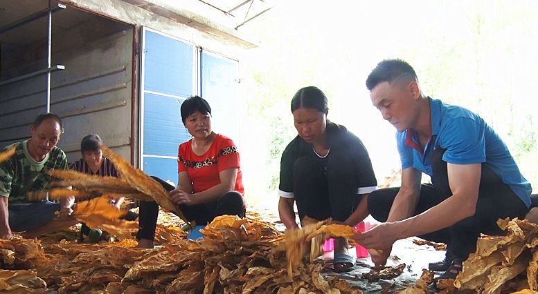 烤烟丰收烟农乐  烟草站科学分级提效益