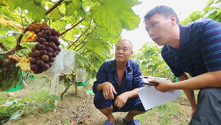 “花果+合作社”的“桂阳模式” 让贫困村更美丽