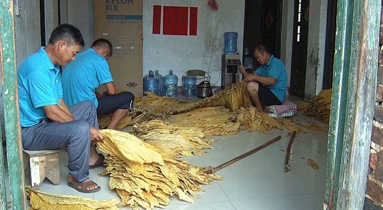 我县2019年烟叶收购工作即将启动