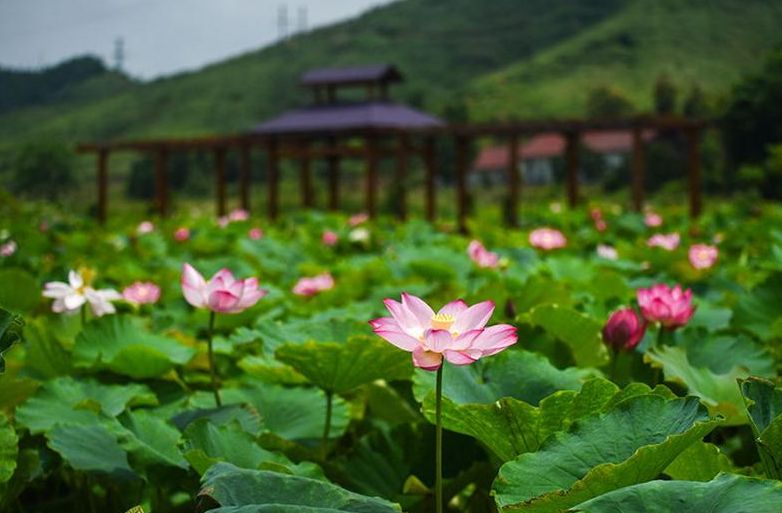 “魅力乡村•大美桂阳”2019年桂阳县乡村振兴手机摄影赛征稿启事