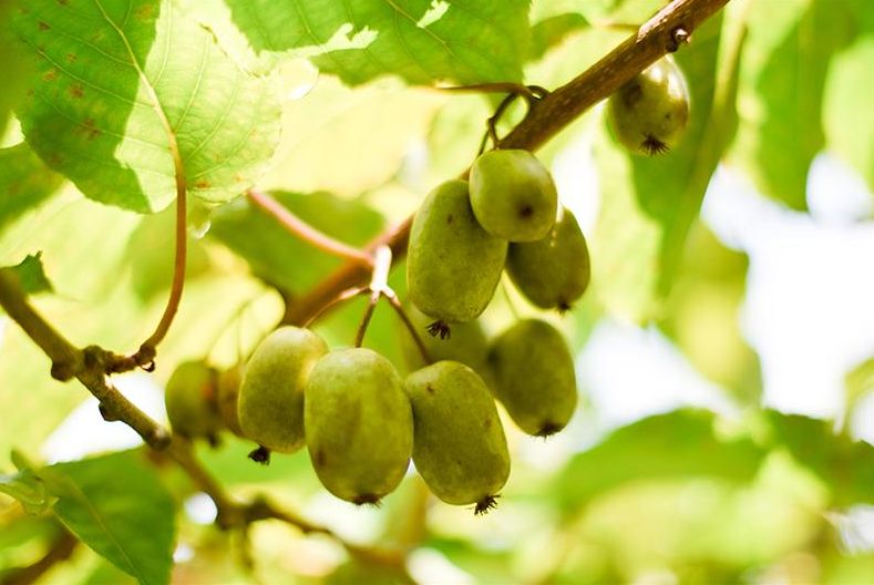 新兴水果之王在桂阳培育成功