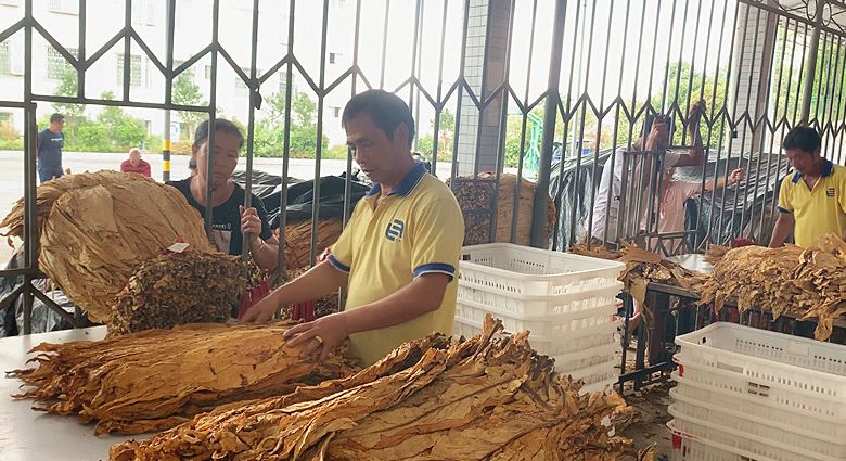  烤烟收购：“让烟农放心而来，开心而归”