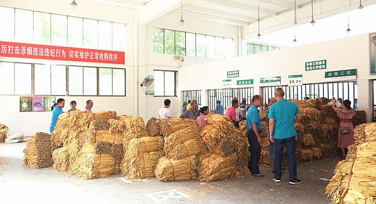 【高温下的劳动者】烟草站里的“收烟人”