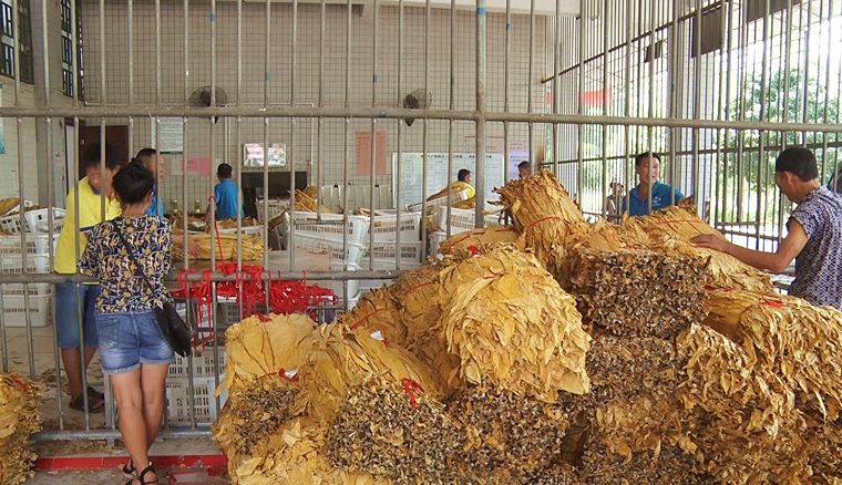 樟市烟草工作站：以优质服务促收购质量进度