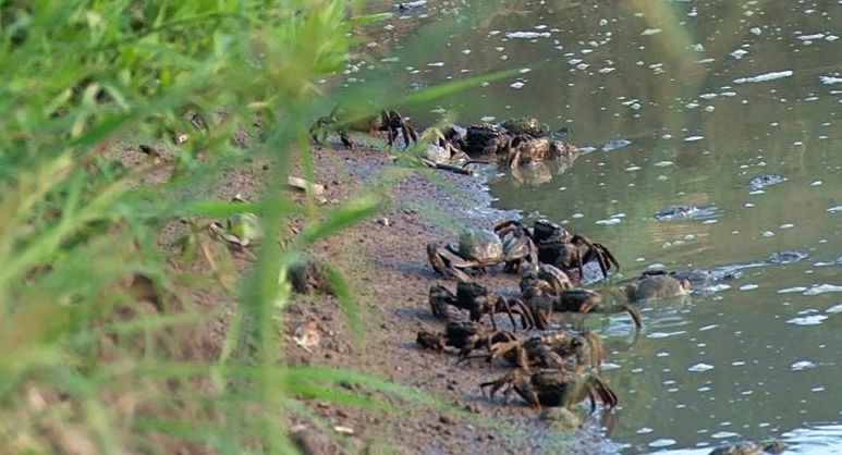 秋风起 蟹脚痒 正和官溪村大闸蟹鲜美来袭