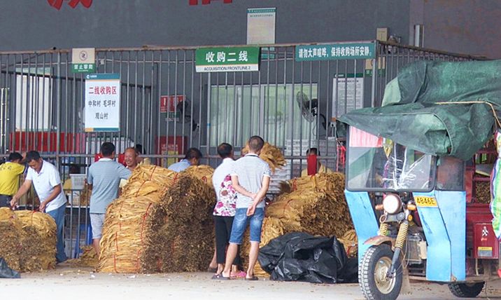 烤烟收购：“一个眼光”收到底  烟农受惠心头喜