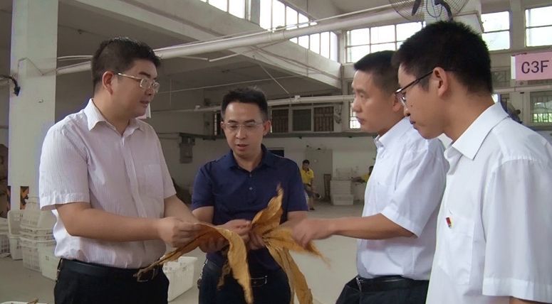 县领导调研烤烟收购工作