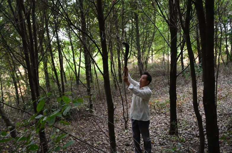 “绿色使者”彭志刚：造绿二十一载 荒山复绿叶婆娑