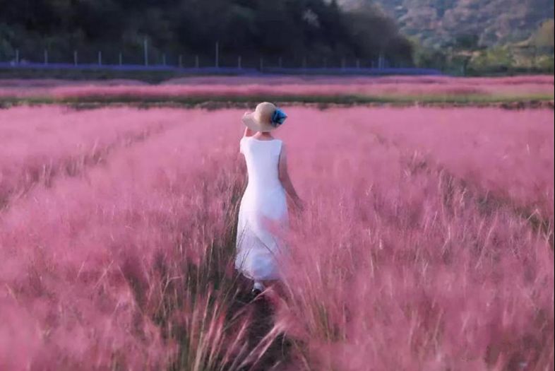 桂阳的“网红草”红了，“她”邀你来打卡！